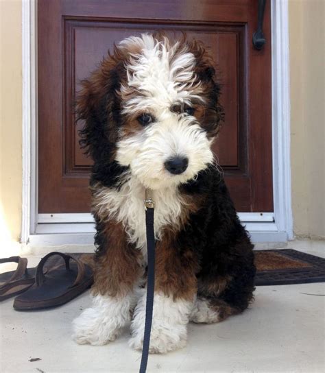  Is the Bernedoodle for Everybody? I would like to think so, but if you do not plan on being with your bernedoodle and keeping it with you, in your home, as part of your home, this is definitely not the dog for you